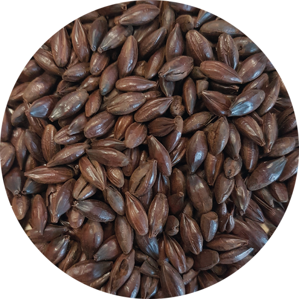 Malted barley