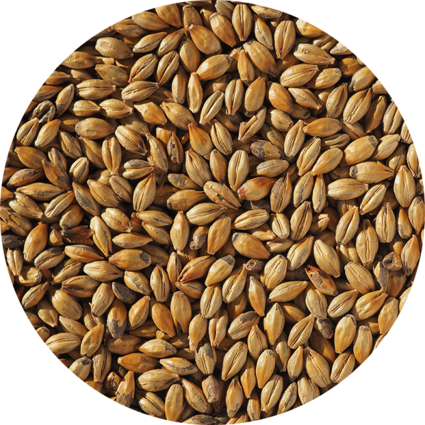 Malted Barley